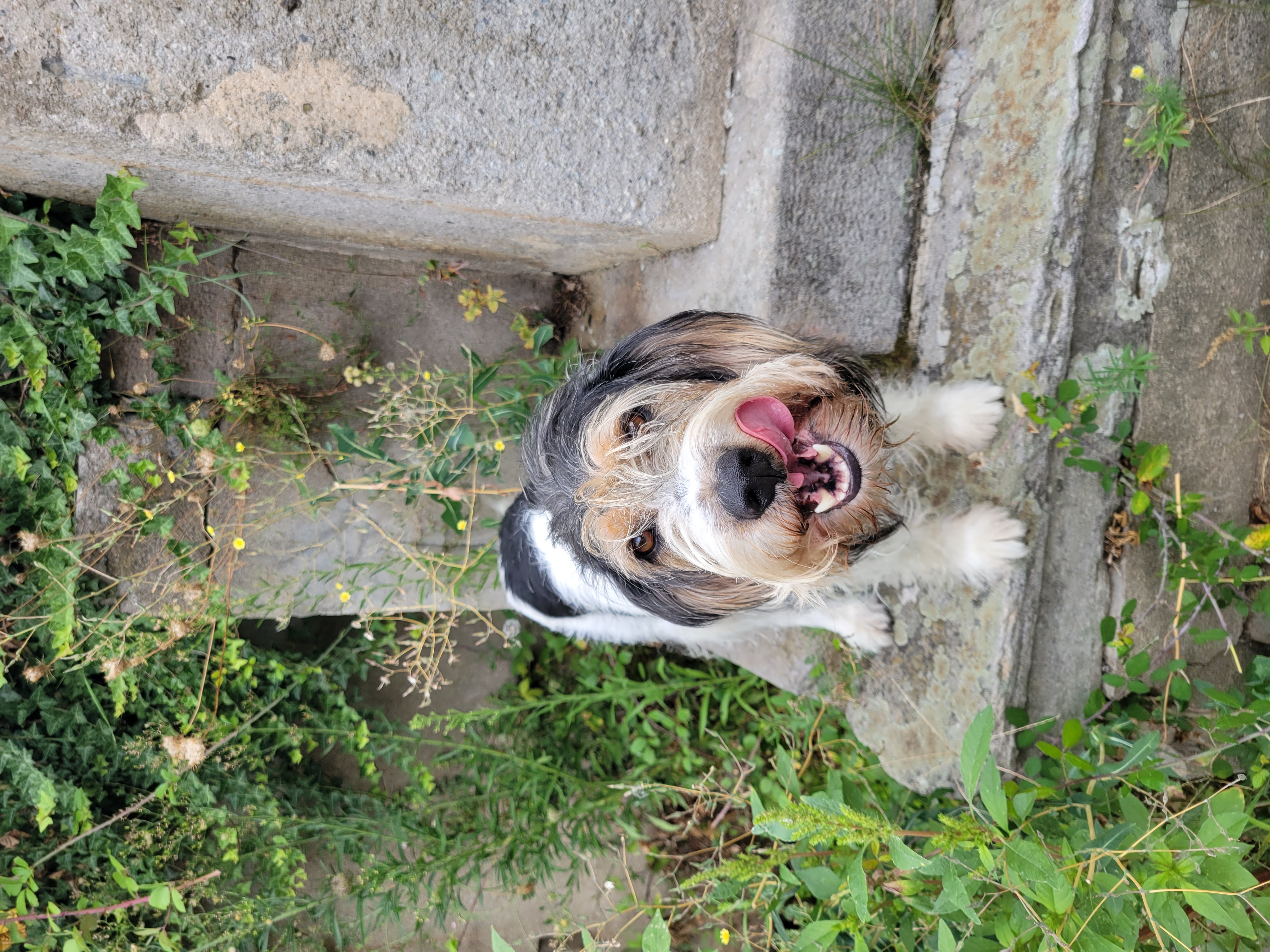 chien